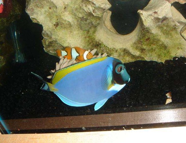 saltwater fish - acanthurus leucosternon - powder blue tang stocking in 55 gallons tank - powder blue tang with clown fish saltwater fish - acanthurus leucosternon - powder blue tang stocking in 55 gallons tank - powder blue tang with clown fish