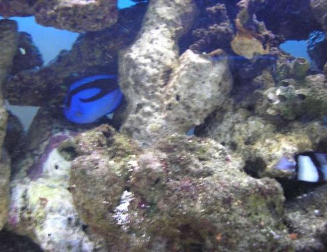 saltwater fish - paracanthurus hepatus - blue tang stocking in 200 gallons tank - photo of my blue tang, my favorite fish saltwater fish - paracanthurus hepatus - blue tang stocking in 200 gallons tank - photo of my blue tang, my favorite fish