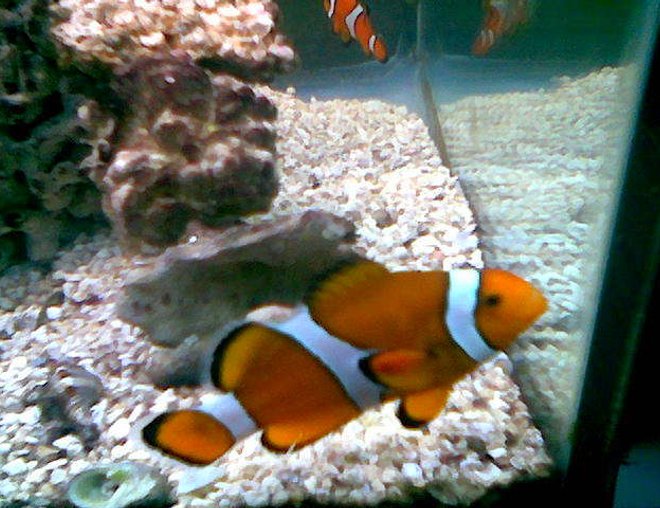 saltwater fish - amphiprion ocellaris - ocellaris clownfish stocking in 75 gallons tank - clown saltwater fish - amphiprion ocellaris - ocellaris clownfish stocking in 75 gallons tank - clown