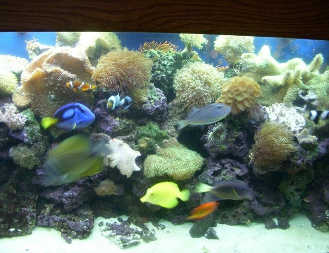 saltwater fish - paracanthurus hepatus - blue tang stocking in 150 gallons tank - middle of reef tank saltwater fish - paracanthurus hepatus - blue tang stocking in 150 gallons tank - middle of reef tank
