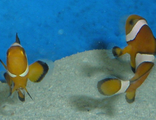 saltwater fish - amphiprion percula - true percula clownfish stocking in 55 gallons tank - my clowns saltwater fish - amphiprion percula - true percula clownfish stocking in 55 gallons tank - my clowns
