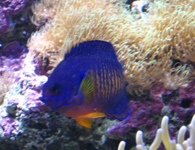 saltwater fish - centropyge bispinosa - coral beauty angelfish stocking in 90 gallons tank - Coral Beauty Posing For Me saltwater fish - centropyge bispinosa - coral beauty angelfish stocking in 90 gallons tank - Coral Beauty Posing For Me