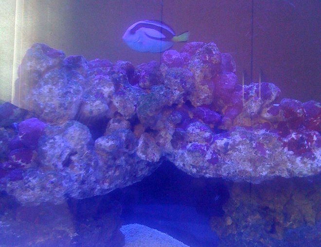 saltwater fish - paracanthurus hepatus - blue tang stocking in 30 gallons tank - tang