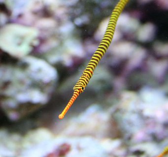 Rated #6: Saltwater Fish - Doriorhamphus Dactyliophorus - Banded Pipefish Stocking In 210 Gallons Tank - My Many Banded Pipe Fish Rated #6: Saltwater Fish - Doriorhamphus Dactyliophorus - Banded Pipefish Stocking In 210 Gallons Tank - My Many Banded Pipe Fish
