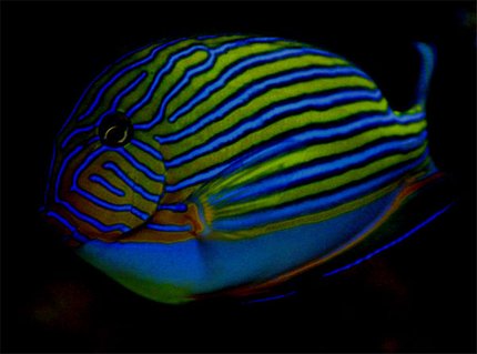 Rated #5: Saltwater Fish - Acanthurus Lineatus - Clown Tang Stocking In 125 Gallons Tank - My favorite picture of my clown tang
It is at night under a blue moon light Rated #5: Saltwater Fish - Acanthurus Lineatus - Clown Tang Stocking In 125 Gallons Tank - My favorite picture of my clown tang
It is at night under a blue moon light