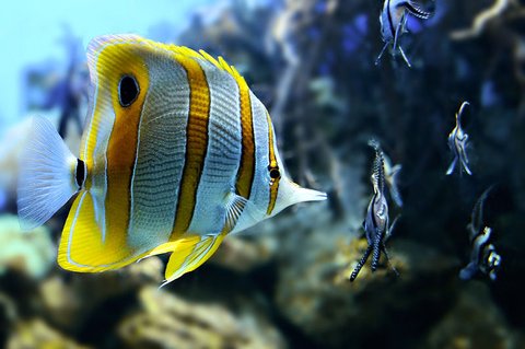 Rated #5: Saltwater Fish - Chelmon Rostratus - Copperband Butterflyfish Stocking In 46 Gallons Tank - Copper Banded Butterfly Rated #5: Saltwater Fish - Chelmon Rostratus - Copperband Butterflyfish Stocking In 46 Gallons Tank - Copper Banded Butterfly