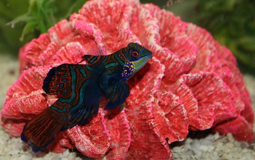 Rated #6: Saltwater Fish - Synchiropus Splendidus - Green Mandarin Stocking In 75 Gallons Tank - Green Mandarin Rated #6: Saltwater Fish - Synchiropus Splendidus - Green Mandarin Stocking In 75 Gallons Tank - Green Mandarin