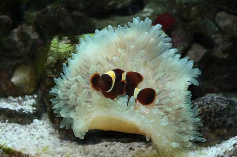 Rated #16: Saltwater Fish - Premnas Biaculeatus - Maroon Clownfish Stocking In 29 Gallons Tank - New clown fish (aka. Stoney) Rated #16: Saltwater Fish - Premnas Biaculeatus - Maroon Clownfish Stocking In 29 Gallons Tank - New clown fish (aka. Stoney)