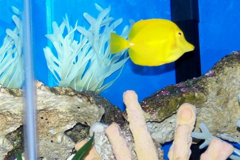 Rated #64: Saltwater Fish - Zebrasoma Flavescens - Yellow Tang - Hawaii Stocking In 50 Gallons Tank - My yellow tang King of the reef Rated #64: Saltwater Fish - Zebrasoma Flavescens - Yellow Tang - Hawaii Stocking In 50 Gallons Tank - My yellow tang King of the reef