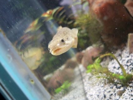 Rated #65: Saltwater Fish - Diodon Holocanthus - Porcupine Puffer Stocking In 20 Gallons Tank - birchir Rated #65: Saltwater Fish - Diodon Holocanthus - Porcupine Puffer Stocking In 20 Gallons Tank - birchir