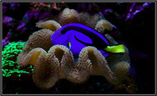 Rated #10: Saltwater Fish - Paracanthurus Hepatus - Blue Tang - rate it Rated #10: Saltwater Fish - Paracanthurus Hepatus - Blue Tang - rate it