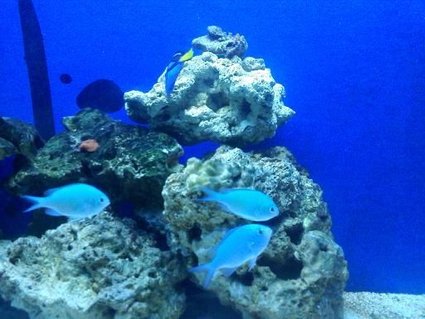 Rated #31: Saltwater Fish - Chromis Viridis - Green Reef Chromis Stocking In 55 Gallons Tank - my green chromis trio Rated #31: Saltwater Fish - Chromis Viridis - Green Reef Chromis Stocking In 55 Gallons Tank - my green chromis trio