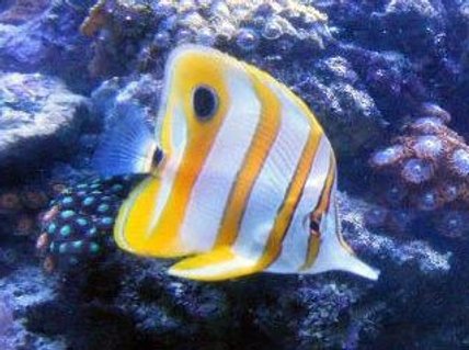 Rated #14: Saltwater Fish - Chelmon Rostratus - Copperband Butterflyfish Stocking In 46 Gallons Tank - Copperband Butterflyfish Rated #14: Saltwater Fish - Chelmon Rostratus - Copperband Butterflyfish Stocking In 46 Gallons Tank - Copperband Butterflyfish