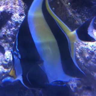 Rated #16: Saltwater Fish - Zanclus Canescens - Moorish Idol Stocking In 210 Gallons Tank - my morish idol Rated #16: Saltwater Fish - Zanclus Canescens - Moorish Idol Stocking In 210 Gallons Tank - my morish idol