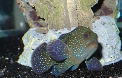 Rated #15: Saltwater Fish - Epinephelus Summana - Spotted Grouper Stocking In 125 Gallons Tank - What kind of grouper is it? Rated #15: Saltwater Fish - Epinephelus Summana - Spotted Grouper Stocking In 125 Gallons Tank - What kind of grouper is it?