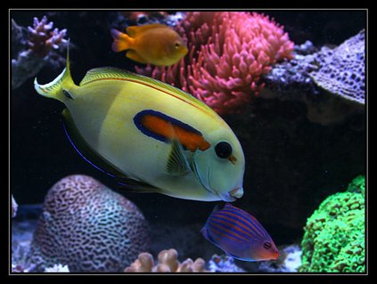 Rated #7: Saltwater Fish - Acanthurus Olivaceous - Orangeshoulder Tang Stocking In 554 Gallons Tank - acanthurus Olivaceus Rated #7: Saltwater Fish - Acanthurus Olivaceous - Orangeshoulder Tang Stocking In 554 Gallons Tank - acanthurus Olivaceus