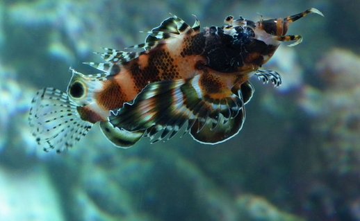 Rated #6: Saltwater Fish - Dendrochirus Biocellatus - Fu Manchu Lionfish Stocking In 165 Gallons Tank - Fu Man-Chu Lionfish Lucy Rated #6: Saltwater Fish - Dendrochirus Biocellatus - Fu Manchu Lionfish Stocking In 165 Gallons Tank - Fu Man-Chu Lionfish Lucy