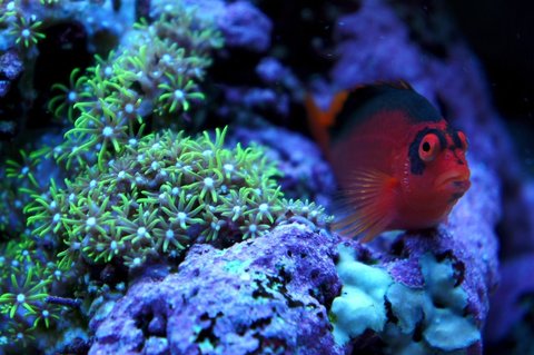 Rated #4: Saltwater Fish - Neocirrhitus Armatus - Flame Hawkfish Stocking In 75 Gallons Tank - my flame hawkfish chillin' Rated #4: Saltwater Fish - Neocirrhitus Armatus - Flame Hawkfish Stocking In 75 Gallons Tank - my flame hawkfish chillin'