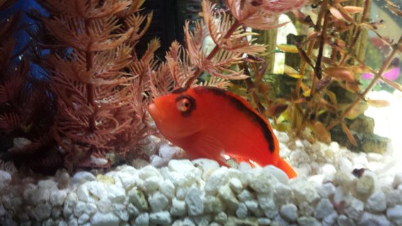 Rated #4: Saltwater Fish Stocking In 40 Gallons Tank - My Flame Hawkfish Rated #4: Saltwater Fish Stocking In 40 Gallons Tank - My Flame Hawkfish