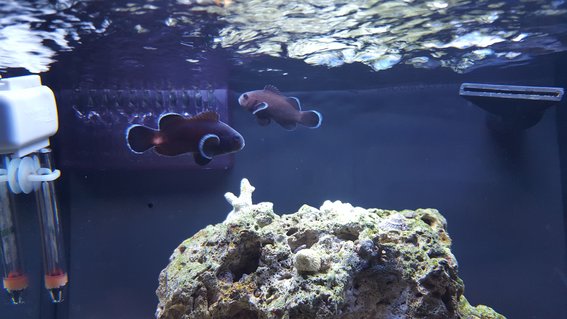 Rated #5: Saltwater Fish Stocking In 12 Gallons Tank - Midnight black clown pair. Rated #5: Saltwater Fish Stocking In 12 Gallons Tank - Midnight black clown pair.