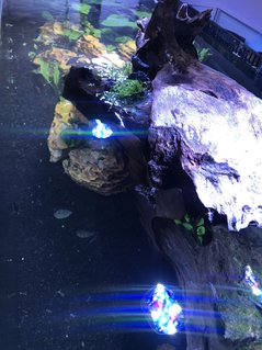 Rated #7: Saltwater Fish Stocking In 180 Gallons Tank - Top of tank view Rated #7: Saltwater Fish Stocking In 180 Gallons Tank - Top of tank view