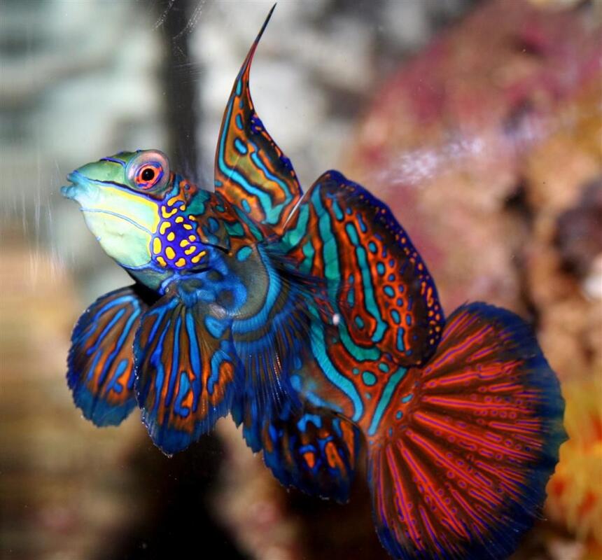 Rated #3: Saltwater Fish - Pterosynchiropus Splendidus Var. - Red Mandarin Stocking In 24 Gallons Tank - Mandarin Dragonet, Synchiropus Splendidus, My beloved "Mr. Mandarin" met his fate when I tried to catch the fuzzy dwarf and the two fish collided. The dragonet was poisoned and died hours later. I had him for a year. Rated #3: Saltwater Fish - Pterosynchiropus Splendidus Var. - Red Mandarin Stocking In 24 Gallons Tank - Mandarin Dragonet, Synchiropus Splendidus, My beloved "Mr. Mandarin" met his fate when I tried to catch the fuzzy dwarf and the two fish collided. The dragonet was poisoned and died hours later. I had him for a year.