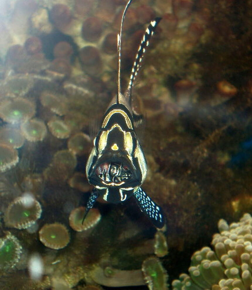 Rated #2: Saltwater Fish - Pterapogon Kauderni - Kaudern Rated #2: Saltwater Fish - Pterapogon Kauderni - Kaudern's Cardinal Stocking In 90 Gallons Tank - Cardinalfish with newly hatched babies in the mouth.