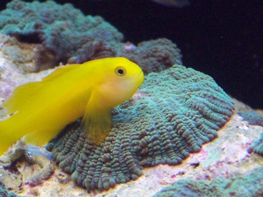 Rated #26: Saltwater Fish - Gobiodon Okinawae - Clown Goby Stocking In 120 Gallons Tank - Krustee the clown gobee on a metllic green mushroom Rated #26: Saltwater Fish - Gobiodon Okinawae - Clown Goby Stocking In 120 Gallons Tank - Krustee the clown gobee on a metllic green mushroom