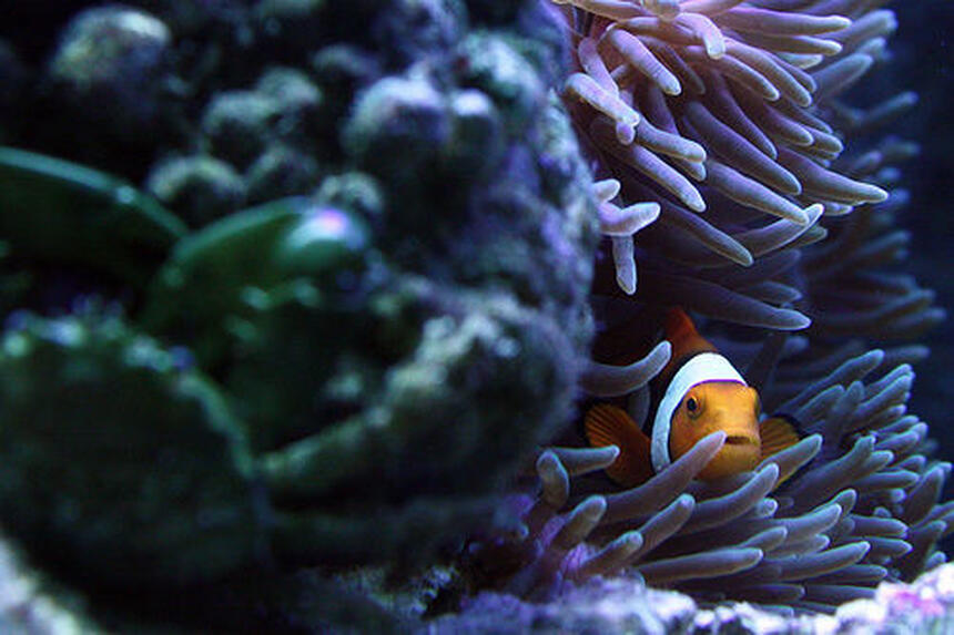 Rated #3: Saltwater Fish - Amphiprion Percula - True Percula Clownfish Stocking In 29 Gallons Tank - Peek-a-boo Nemo. Notice the Green Emerald Crab in the front Rated #3: Saltwater Fish - Amphiprion Percula - True Percula Clownfish Stocking In 29 Gallons Tank - Peek-a-boo Nemo. Notice the Green Emerald Crab in the front