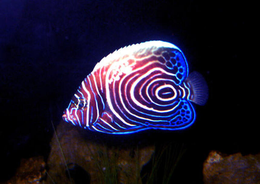 Rated #7: Saltwater Fish - Pomacanthus Imperator - Imperator Angelfish Stocking In 130 Gallons Tank - Imperator Angel Fish - took a pic of him at night when he was roaming around. : ) Rated #7: Saltwater Fish - Pomacanthus Imperator - Imperator Angelfish Stocking In 130 Gallons Tank - Imperator Angel Fish - took a pic of him at night when he was roaming around. : )