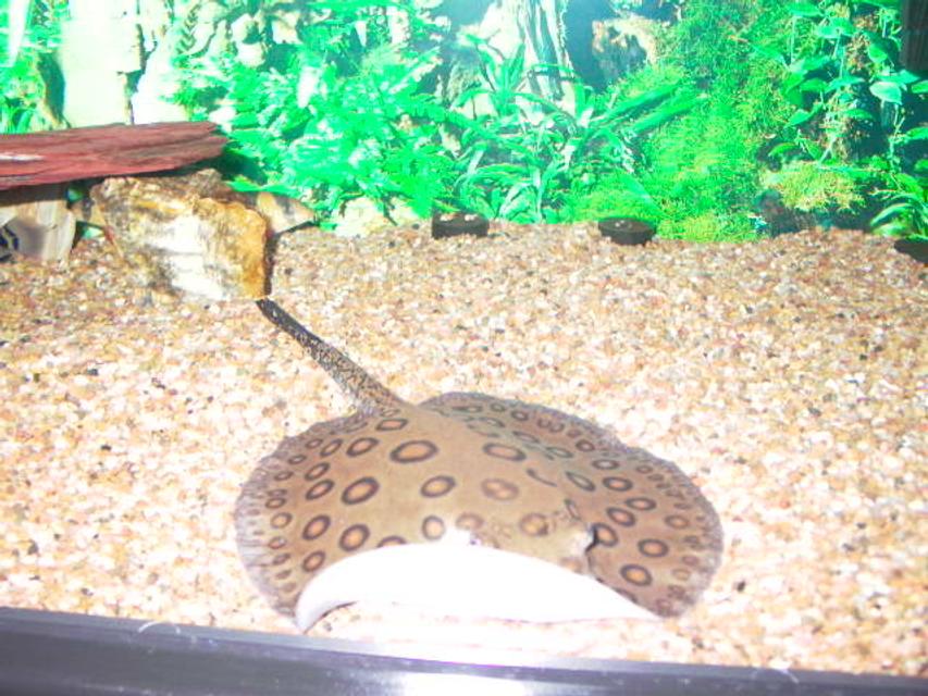 Rated #56: Saltwater Fish - Taeniura Lymma - Blue Dot Stingray Stocking In 125 Gallons Tank - motoro sting ray Rated #56: Saltwater Fish - Taeniura Lymma - Blue Dot Stingray Stocking In 125 Gallons Tank - motoro sting ray