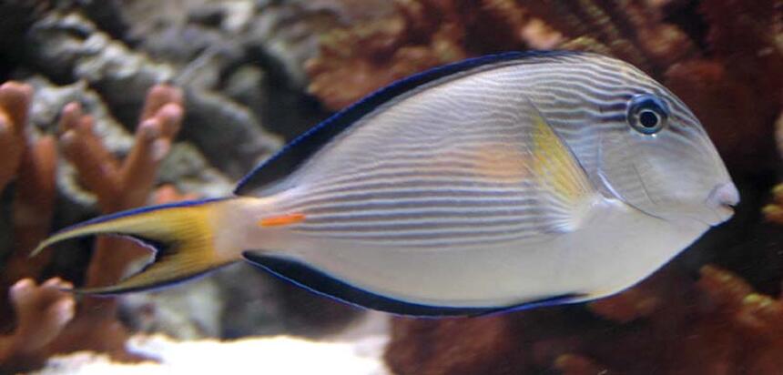 Rated #6: Saltwater Fish - Acanthurus Sohal - Sohal Tang Stocking In 375 Gallons Tank - Sohal Tang Rated #6: Saltwater Fish - Acanthurus Sohal - Sohal Tang Stocking In 375 Gallons Tank - Sohal Tang