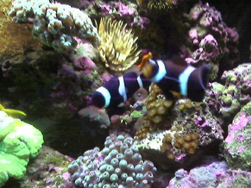 Rated #39: Saltwater Fish - Amphiprion Ocellaris Var. - Black And White Ocellaris Clownfish Stocking In 65 Gallons Tank - Black Ocellaris Rated #39: Saltwater Fish - Amphiprion Ocellaris Var. - Black And White Ocellaris Clownfish Stocking In 65 Gallons Tank - Black Ocellaris