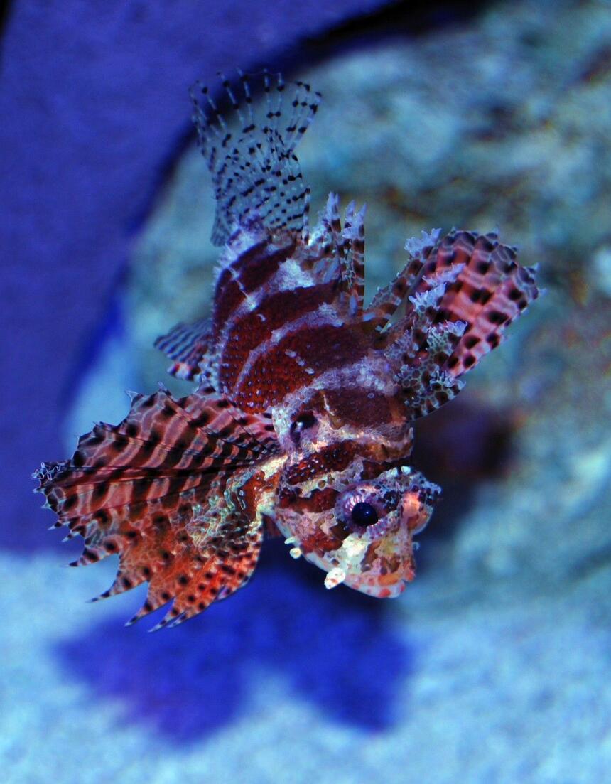 Rated #2: Saltwater Fish - Dendrochirus Brachypterus - Fuzzy Dwarf Lionfish Stocking In 150 Gallons Tank - Fuzzy Dwarf Lionfish Rated #2: Saltwater Fish - Dendrochirus Brachypterus - Fuzzy Dwarf Lionfish Stocking In 150 Gallons Tank - Fuzzy Dwarf Lionfish