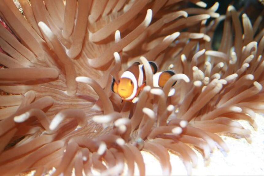Rated #3: Saltwater Fish - Amphiprion Percula - True Percula Clownfish Stocking In 75 Gallons Tank - ....... Rated #3: Saltwater Fish - Amphiprion Percula - True Percula Clownfish Stocking In 75 Gallons Tank - .......