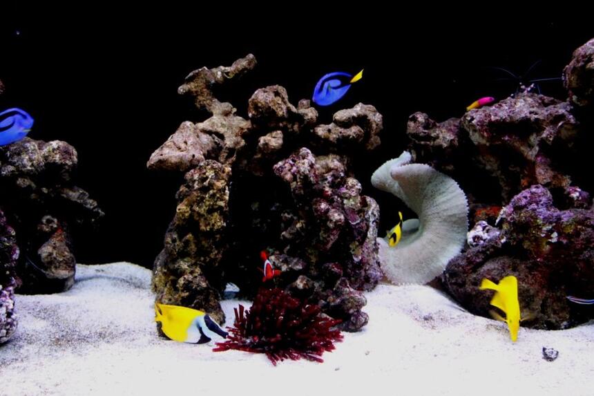 Rated #8: Saltwater Fish - Paracanthurus Hepatus - Blue Tang Stocking In 60 Gallons Tank - A 6ft FOWLR Tank located at where i work in Singapore, STOLZ Engrg... Rated #8: Saltwater Fish - Paracanthurus Hepatus - Blue Tang Stocking In 60 Gallons Tank - A 6ft FOWLR Tank located at where i work in Singapore, STOLZ Engrg...