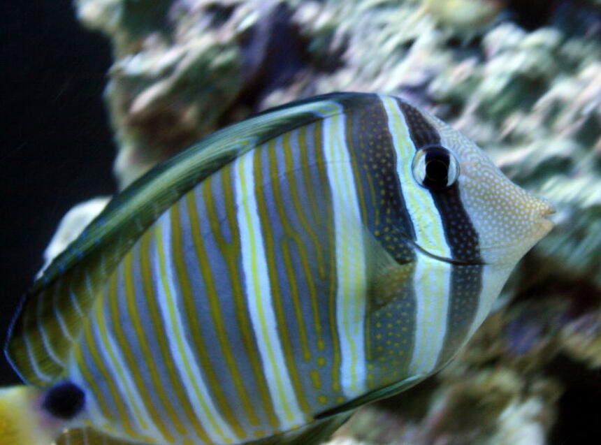 Rated #6: Saltwater Fish - Zebrasoma Desjardini - Sailfin Tang, Desjardini Stocking In 55 Gallons Tank - Sailfin Tang Rated #6: Saltwater Fish - Zebrasoma Desjardini - Sailfin Tang, Desjardini Stocking In 55 Gallons Tank - Sailfin Tang