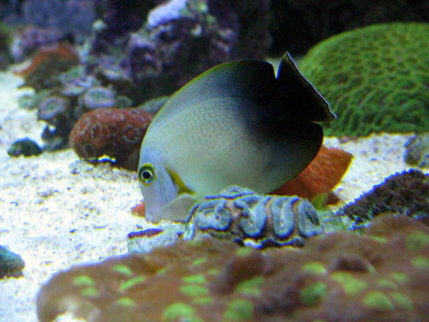 Rated #10: Saltwater Fish - Acanthurus Chronixis - Mimic Half Black Tang Stocking In 28 Gallons Tank - halfblack mimic tang Rated #10: Saltwater Fish - Acanthurus Chronixis - Mimic Half Black Tang Stocking In 28 Gallons Tank - halfblack mimic tang