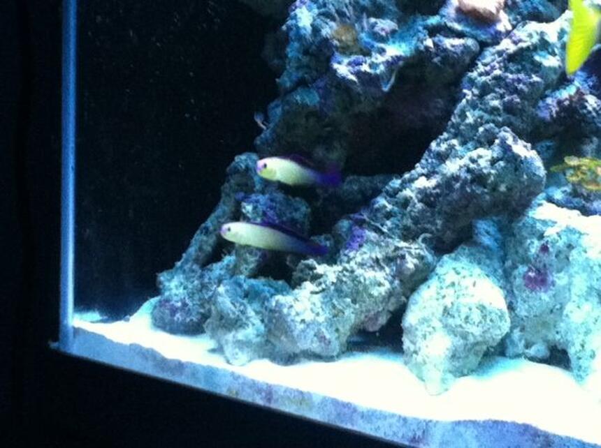 Rated #7: Saltwater Fish - Nemateleotris Decora - Firefish, Purple Stocking In 90 Gallons Tank - Our Purple Firefish Couple Rated #7: Saltwater Fish - Nemateleotris Decora - Firefish, Purple Stocking In 90 Gallons Tank - Our Purple Firefish Couple