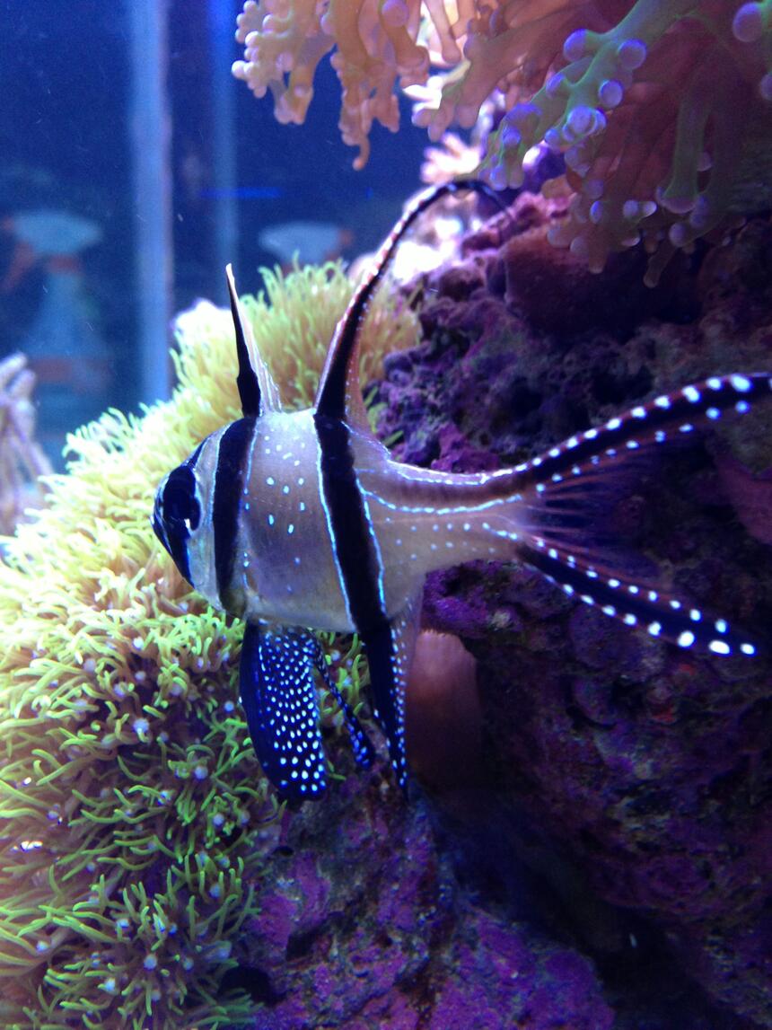 Rated #2: Saltwater Fish - Pterapogon Kauderni Stocking In 90 Gallons Tank - tank bred banggai cardinalfish Rated #2: Saltwater Fish - Pterapogon Kauderni Stocking In 90 Gallons Tank - tank bred banggai cardinalfish