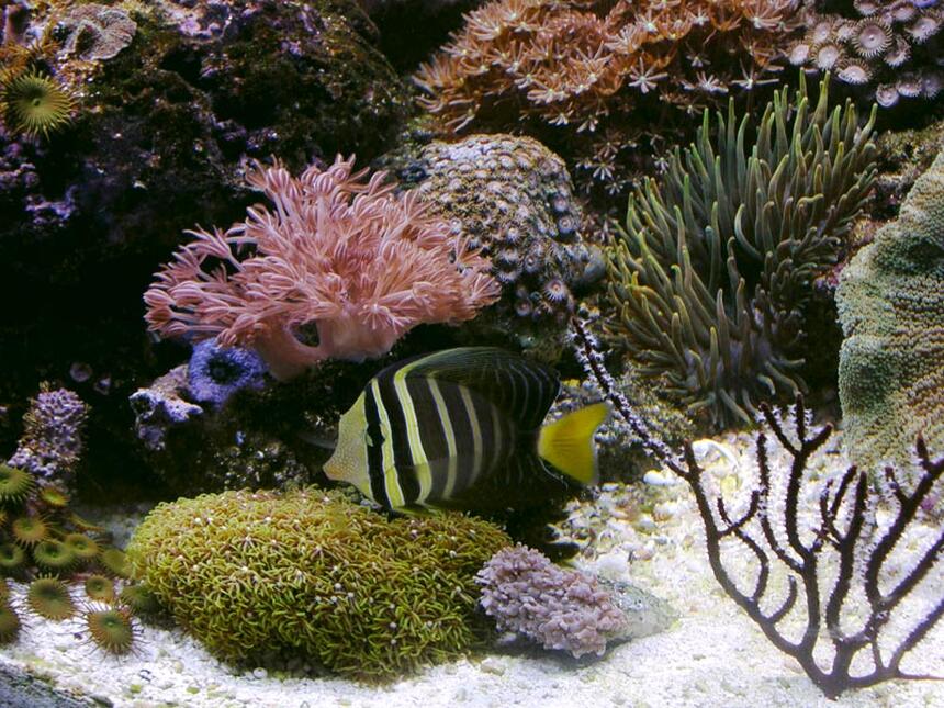 Rated #20: Saltwater Fish - Zebrasoma Veliferum - Sailfin Tang Stocking In 170 Gallons Tank - sailfin tang Rated #20: Saltwater Fish - Zebrasoma Veliferum - Sailfin Tang Stocking In 170 Gallons Tank - sailfin tang