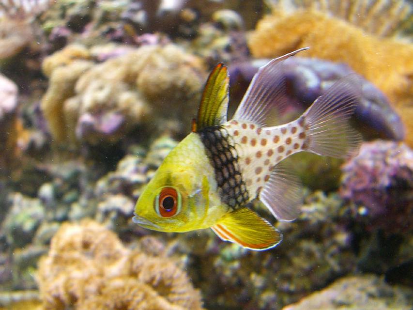 Rated #14: Saltwater Fish - Sphaeramia Nematoptera - Spotted Cardinalfish Stocking In 110 Gallons Tank - PJ Cardinal in my reef tank. Rated #14: Saltwater Fish - Sphaeramia Nematoptera - Spotted Cardinalfish Stocking In 110 Gallons Tank - PJ Cardinal in my reef tank.