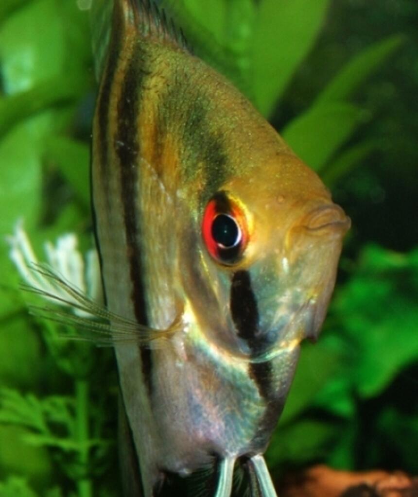 Rated #36: Saltwater Fish - Centropyge Fisheri - Fisher Rated #36: Saltwater Fish - Centropyge Fisheri - Fisher's Angelfish Stocking In 46 Gallons Tank - Angelfish.