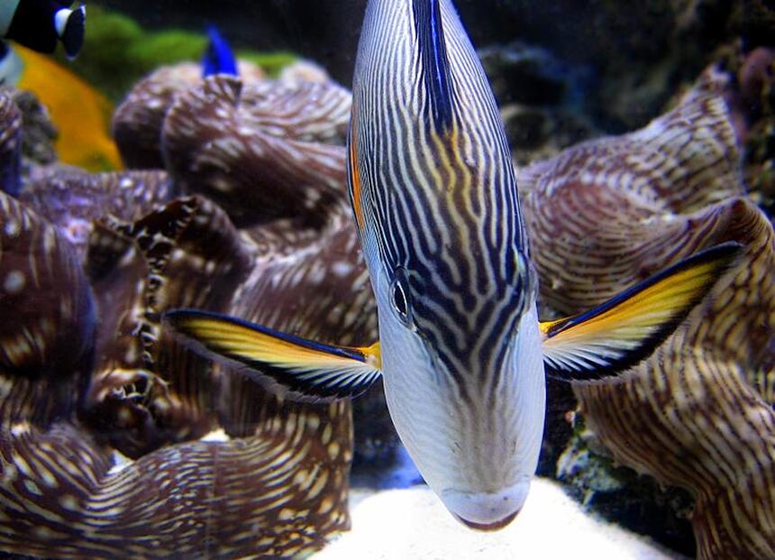 Rated #1: Saltwater Fish - Acanthurus Sohal - Sohal Tang Stocking In 55 Gallons Tank - Sohal tang Rated #1: Saltwater Fish - Acanthurus Sohal - Sohal Tang Stocking In 55 Gallons Tank - Sohal tang