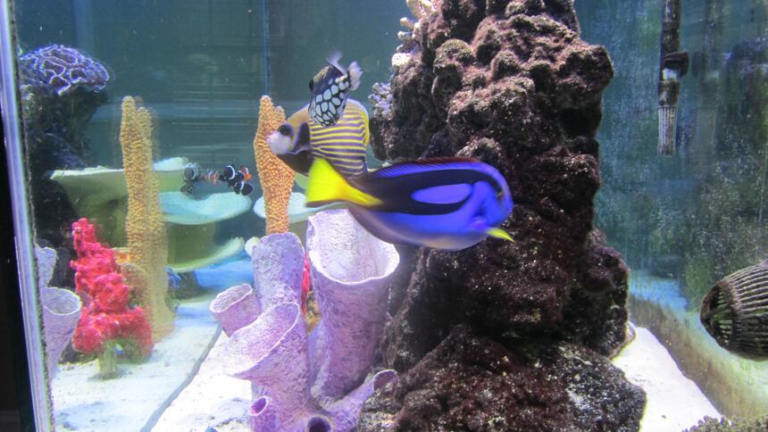 Rated #5: Saltwater Fish - Paracanthurus Hepatus - Blue Tang Stocking In 150 Gallons Tank - Side View Rated #5: Saltwater Fish - Paracanthurus Hepatus - Blue Tang Stocking In 150 Gallons Tank - Side View