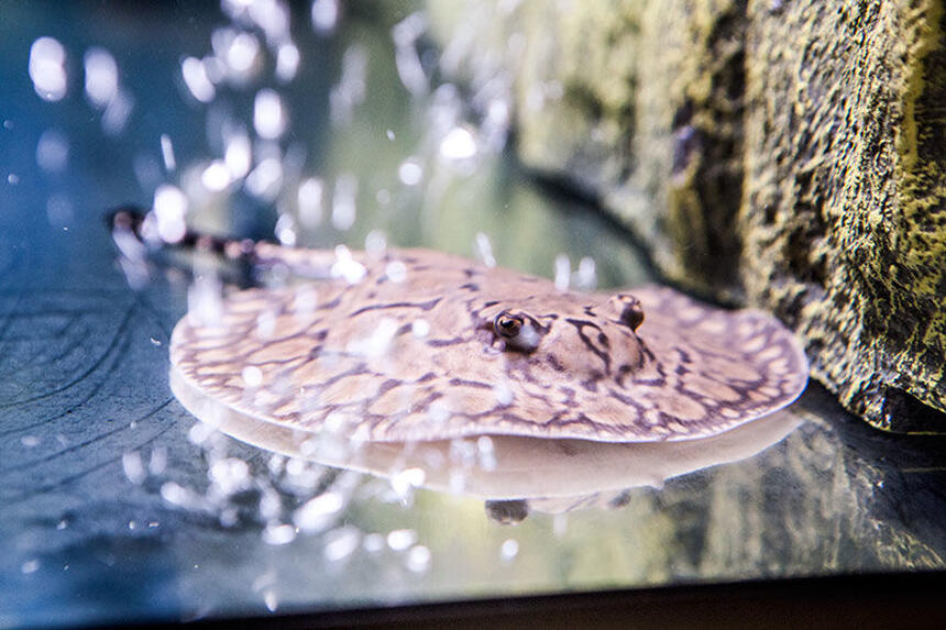 Rated #2: Saltwater Fish - Henlei X Mantilla - Stingray Stocking In 200 Gallons Tank - Henlei x Mantilla Rated #2: Saltwater Fish - Henlei X Mantilla - Stingray Stocking In 200 Gallons Tank - Henlei x Mantilla