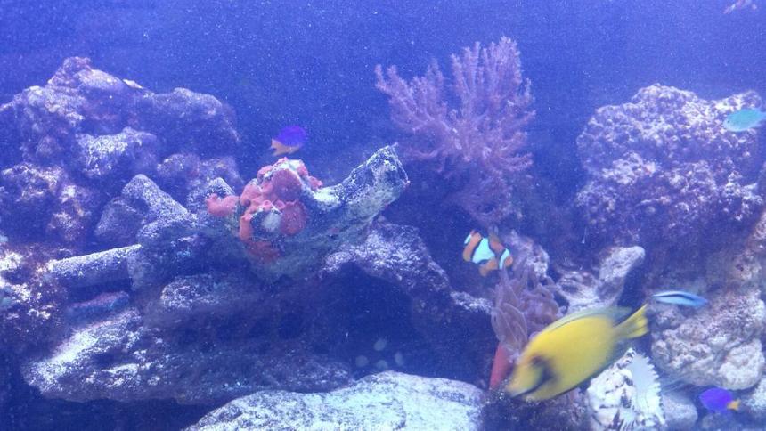 Rated #11: Saltwater Fish - Acanthurus Sp. - Lemon Tang Stocking In 75 Gallons Tank - Lemon tang Rated #11: Saltwater Fish - Acanthurus Sp. - Lemon Tang Stocking In 75 Gallons Tank - Lemon tang