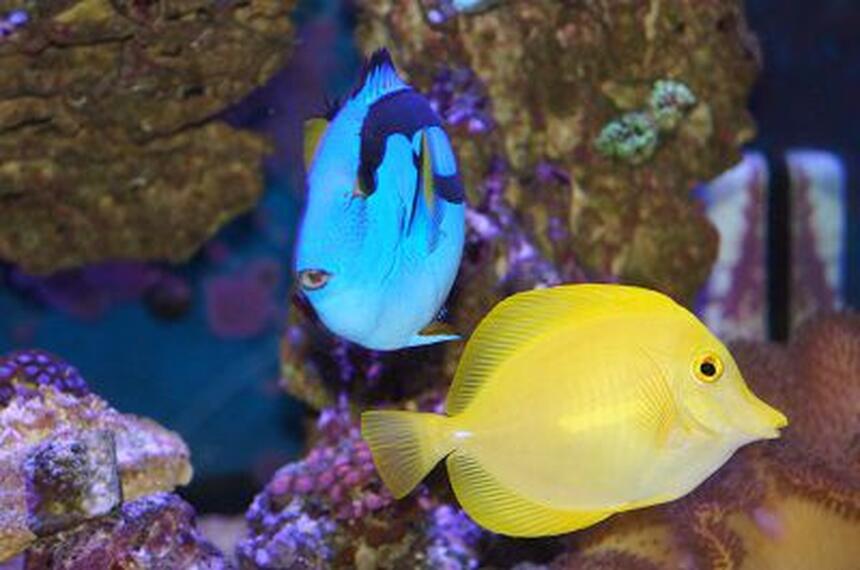 Rated #7: Saltwater Fish - Zebrasoma Flavescens - Yellow Tang - Hawaii Stocking In 120 Gallons Tank - My blue hippo and yellow tang Rated #7: Saltwater Fish - Zebrasoma Flavescens - Yellow Tang - Hawaii Stocking In 120 Gallons Tank - My blue hippo and yellow tang