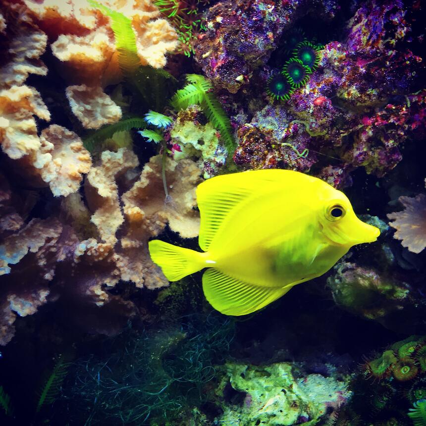Rated #3: Saltwater Fish Stocking In 55 Gallons Tank - Yellow tang Rated #3: Saltwater Fish Stocking In 55 Gallons Tank - Yellow tang