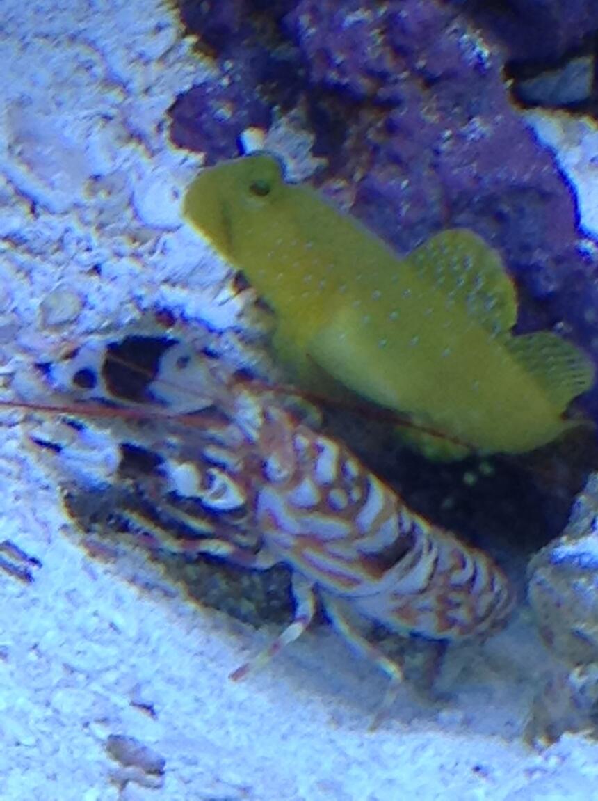 Rated #5: Saltwater Fish Stocking In 29 Gallons Tank - Best Buds Rated #5: Saltwater Fish Stocking In 29 Gallons Tank - Best Buds